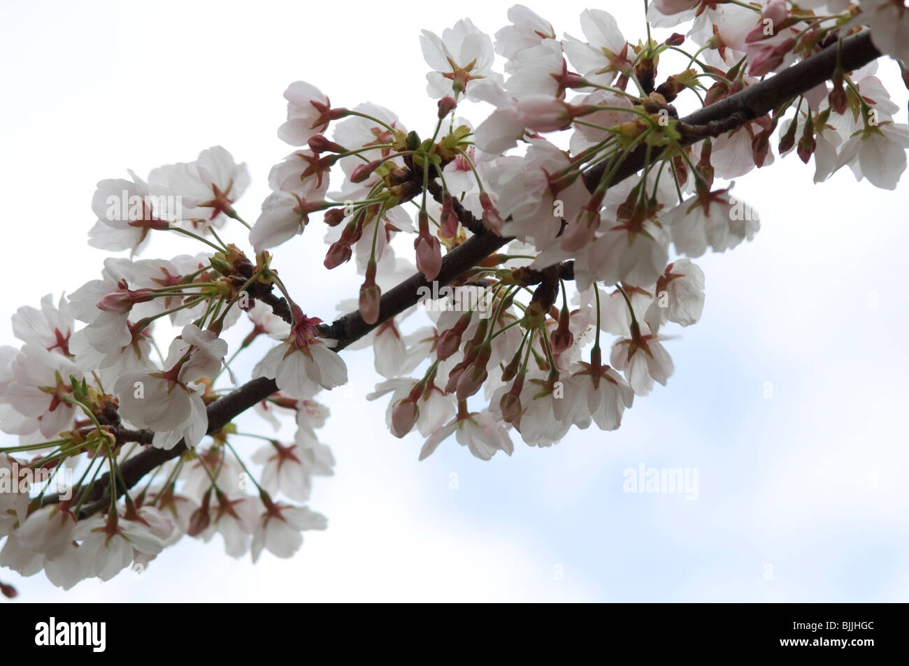 Close-up of cherry blossom branch Stock Photo - Alamy