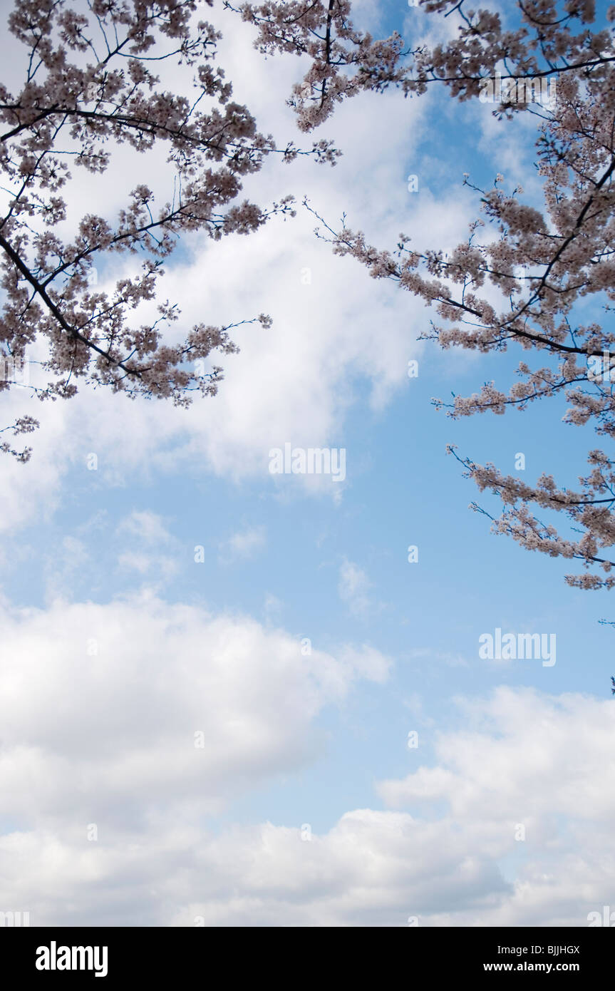 Pink cherry blossoms against a blue cloudy sky Stock Photo - Alamy