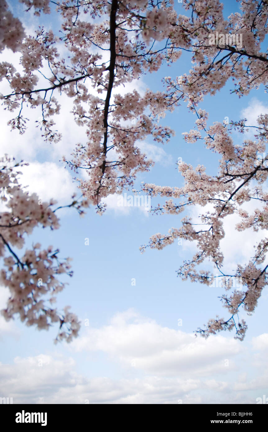 Pink cherry blossoms against a blue cloudy sky Stock Photo - Alamy