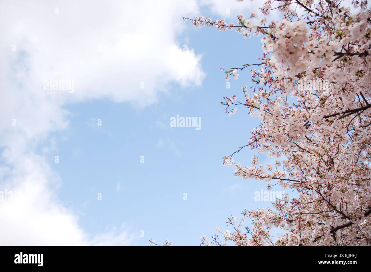 Pink cherry blossoms against a blue cloudy sky Stock Photo - Alamy