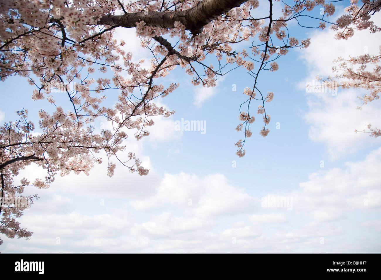 Pink cherry blossoms against a blue cloudy sky Stock Photo - Alamy