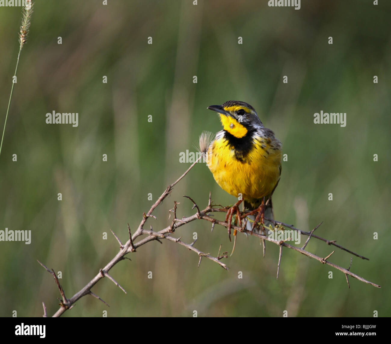 Yellow-throated Longclaw Stock Photo