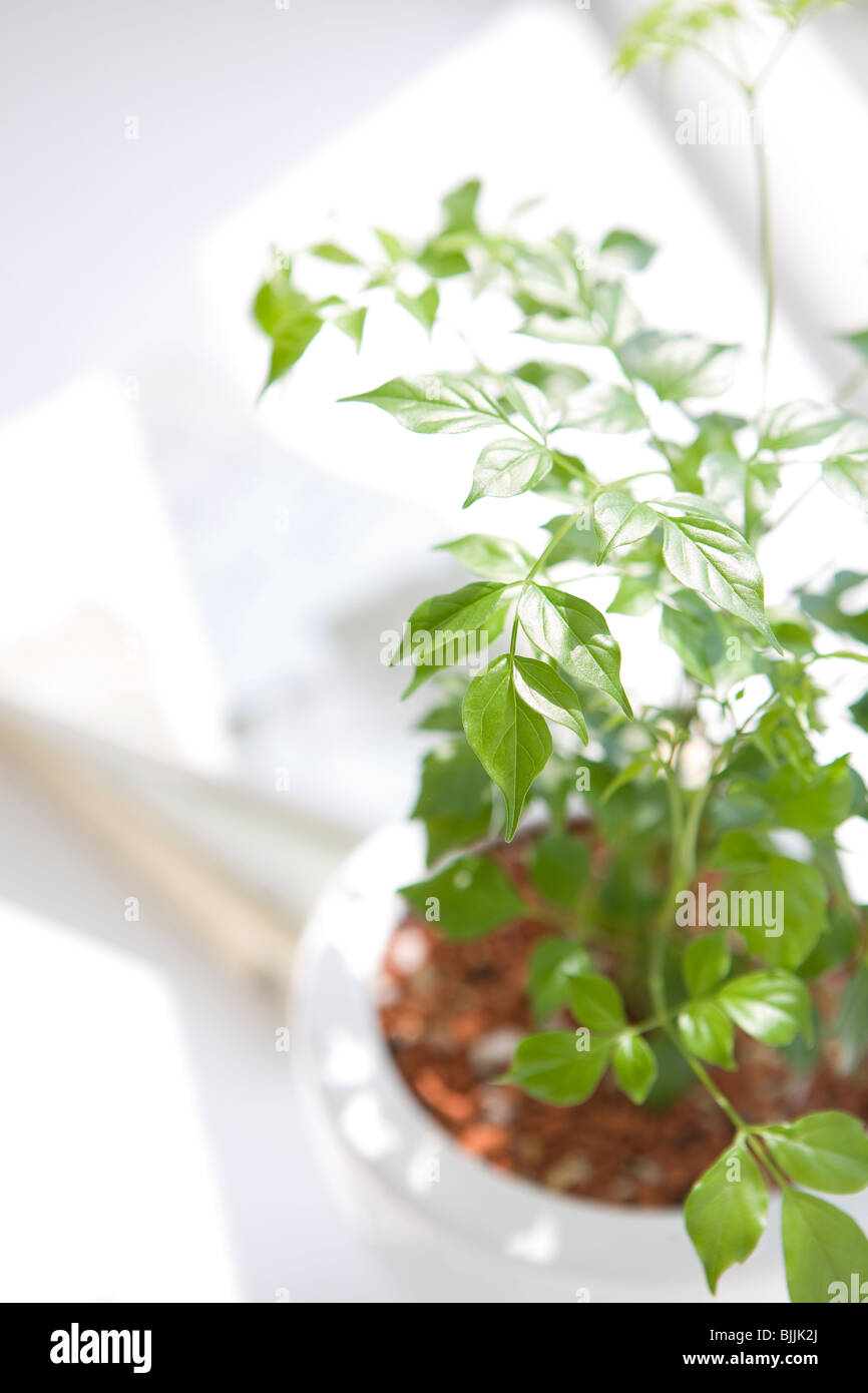 Plant is sunlight hi-res stock photography and images - Alamy