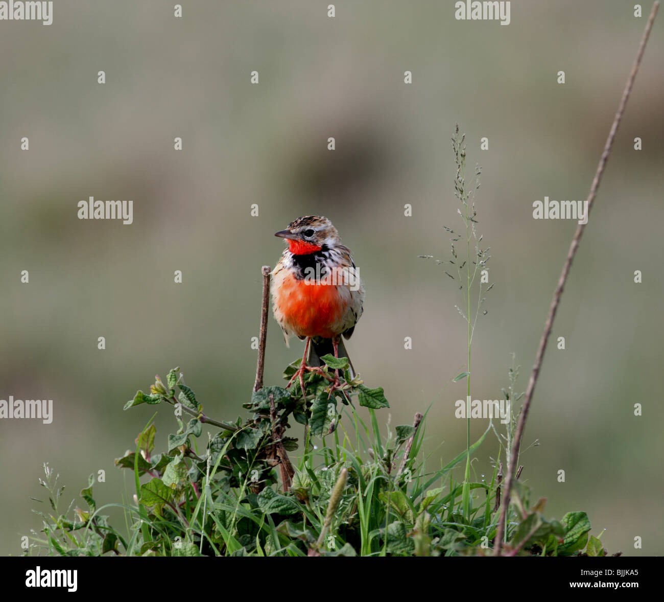 Rosy-throated Longclaw Stock Photo