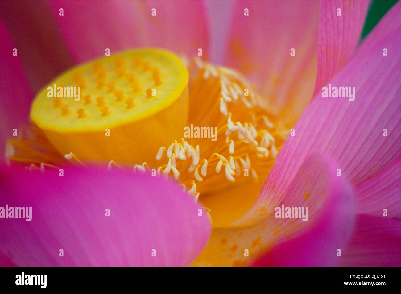 Pink lotus flower Stock Photo Alamy