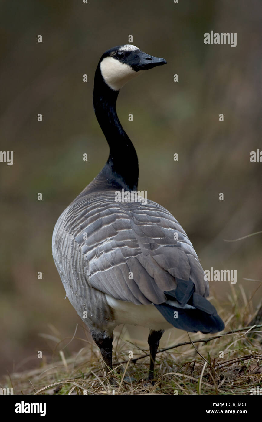 barnacle x canada goose barnacle x canada goose