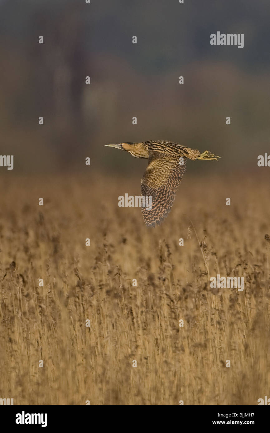 Bittern (Botaurus stellaris) Stock Photo