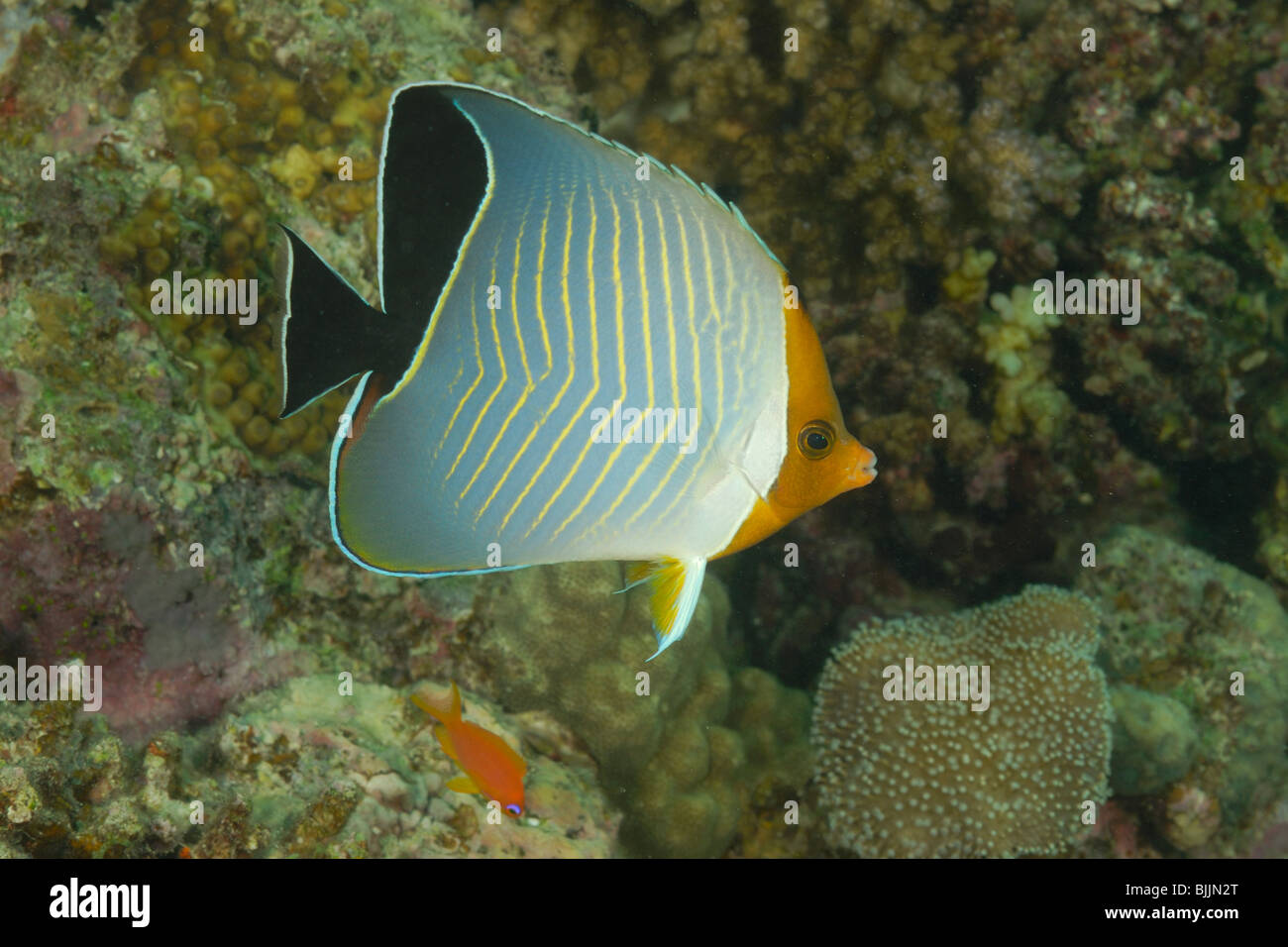 Orange-face butterflyfish in the Red Sea, off Hurghada, Egypt. Stock Photo