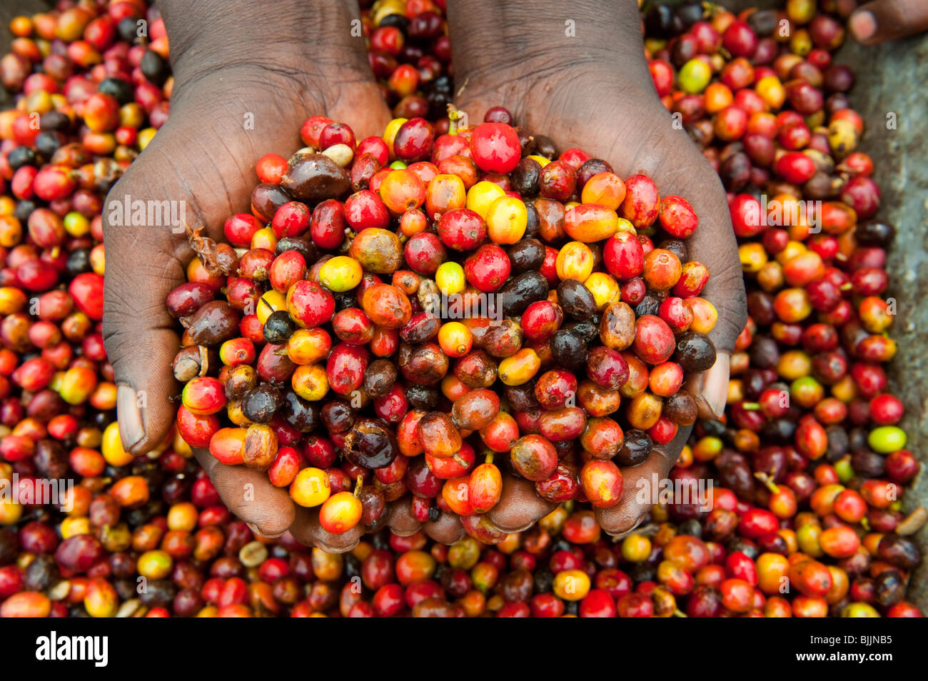 African farmer holding unshelled coffee beans. Rwanda Stock Photo Alamy
