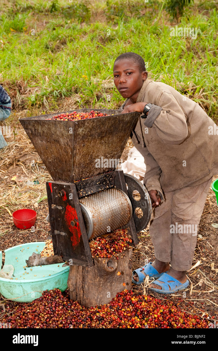 Rwandan child shelling coffee beans using a hand powered mill. Rwanda Stock Photo Alamy