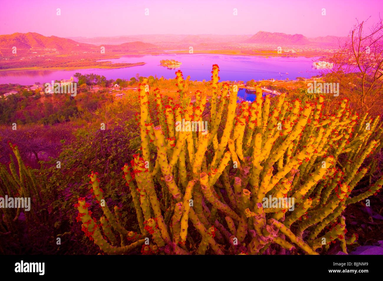 Udiapur City and cactus, palace on Lake Pichola, Rajasthan, India, founded by Maharana Singh in 1559 Stock Photo
