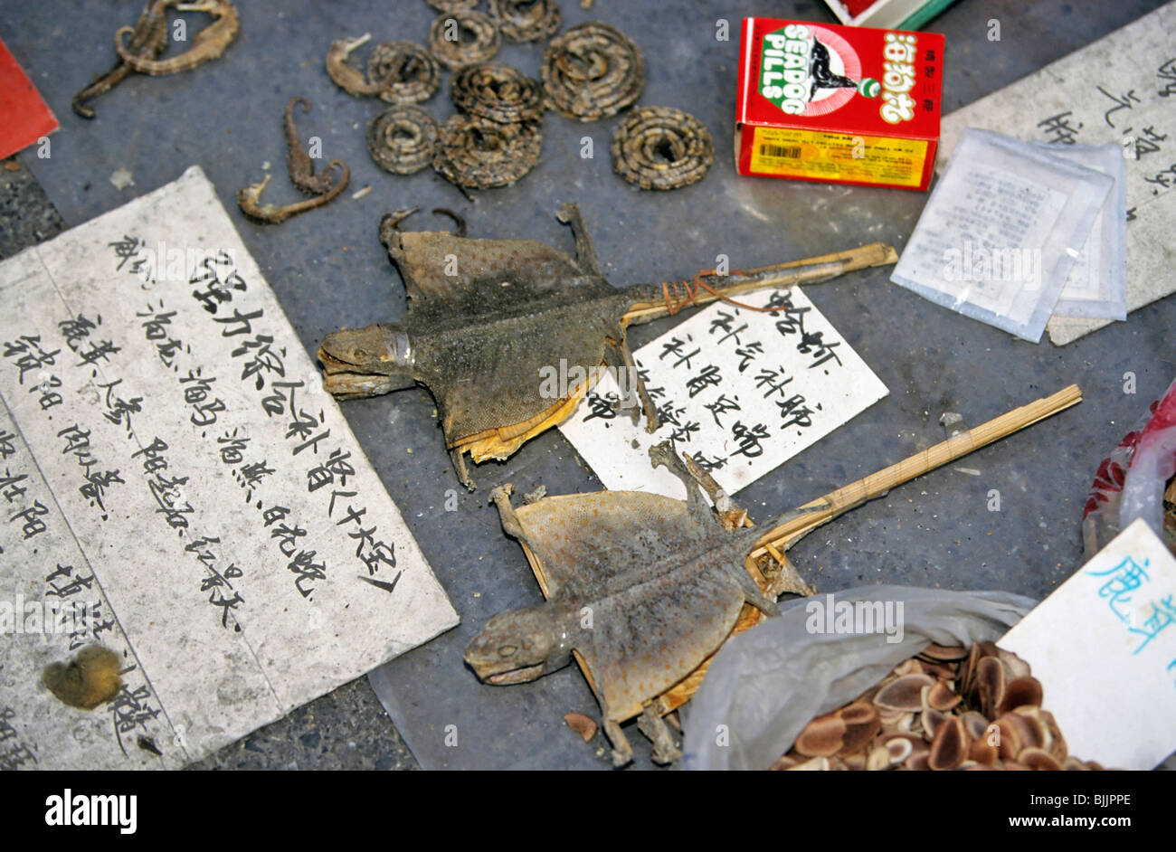 Asia reptiles hi-res stock photography and images - Alamy