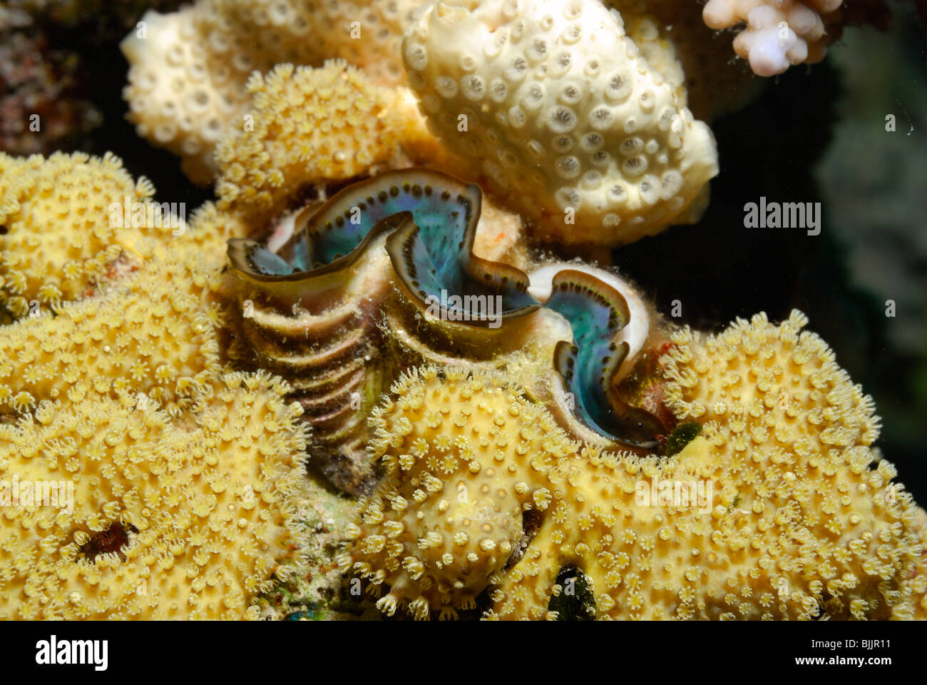 Giant clam in the Red Sea, off Hurghada, Egypt. Stock Photo