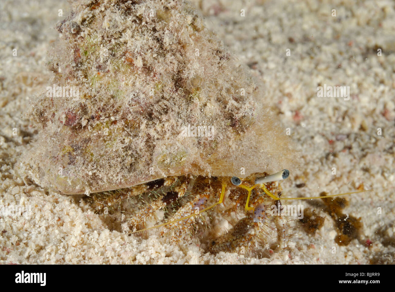 Hermit crab hiding in shell hi-res stock photography and images - Alamy