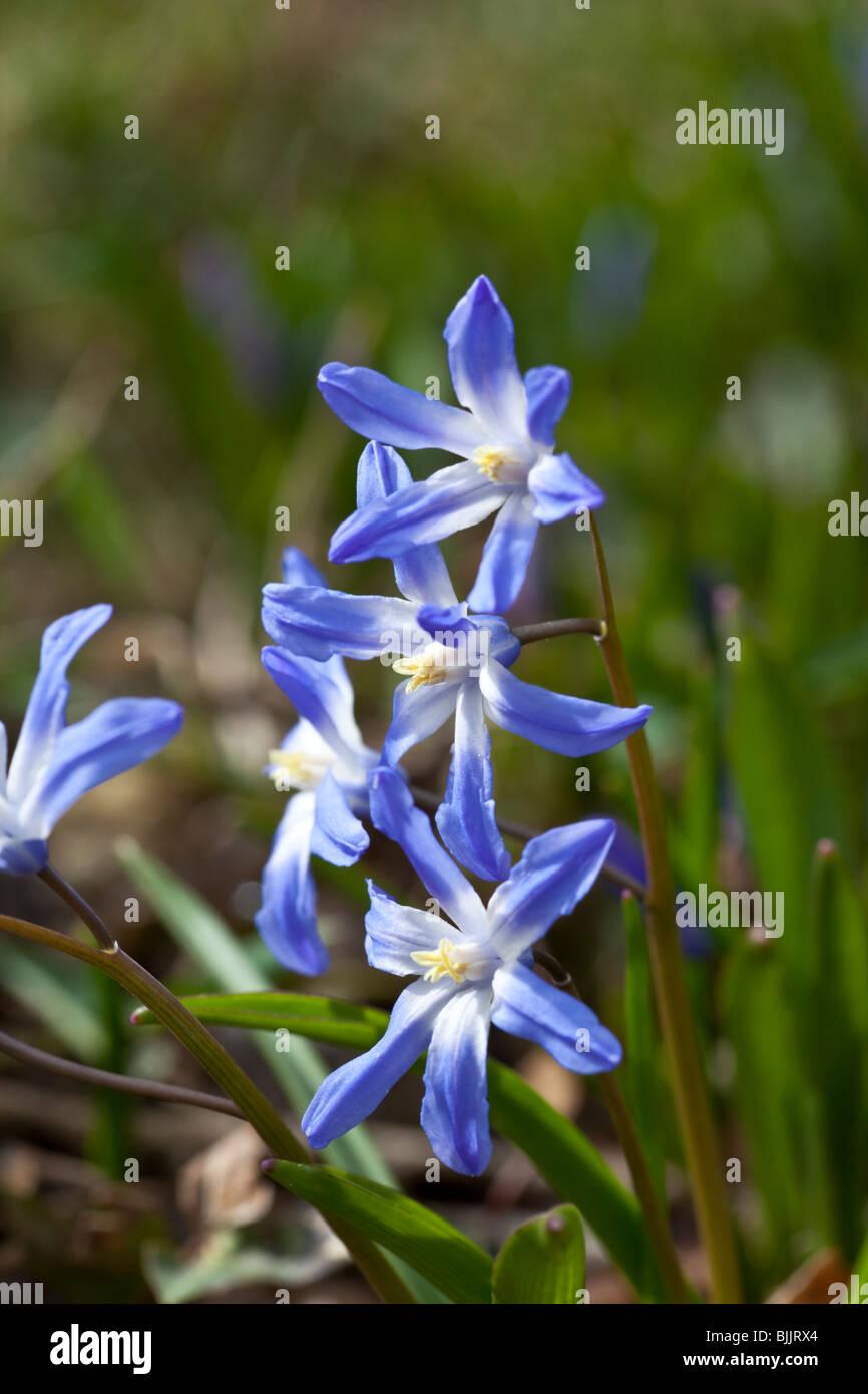 Chionodoxa lucillae (Glory of the Snow), bright blue flowering spring ...