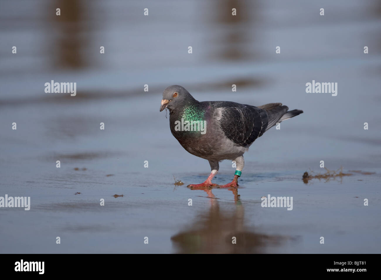 Feral Pigeon (Columba livia) Stock Photo