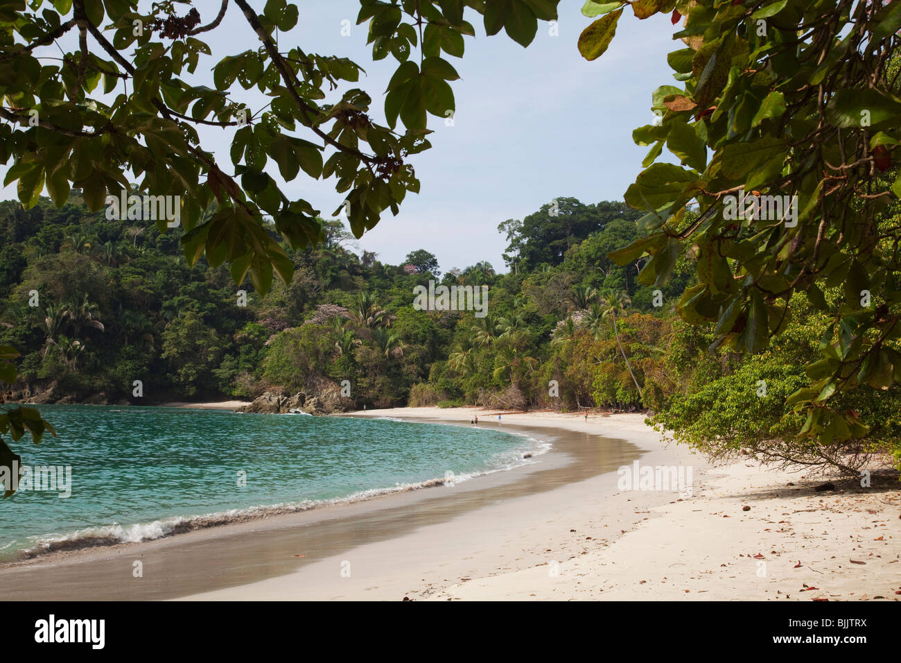 Tropical beach and bay with flowering tropical rainforest trees and people on beach Manuel Antonio national park costa rica Stock Photo