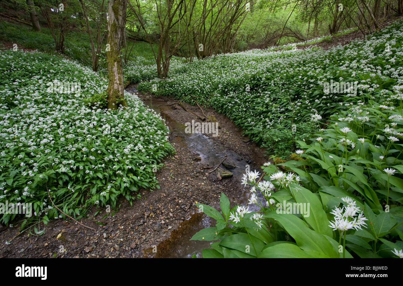 WILD GARLIC or RAMSONS (Allium ursinum) mass flowering in woodland by meandering stream, Sussex, UK. Stock Photo