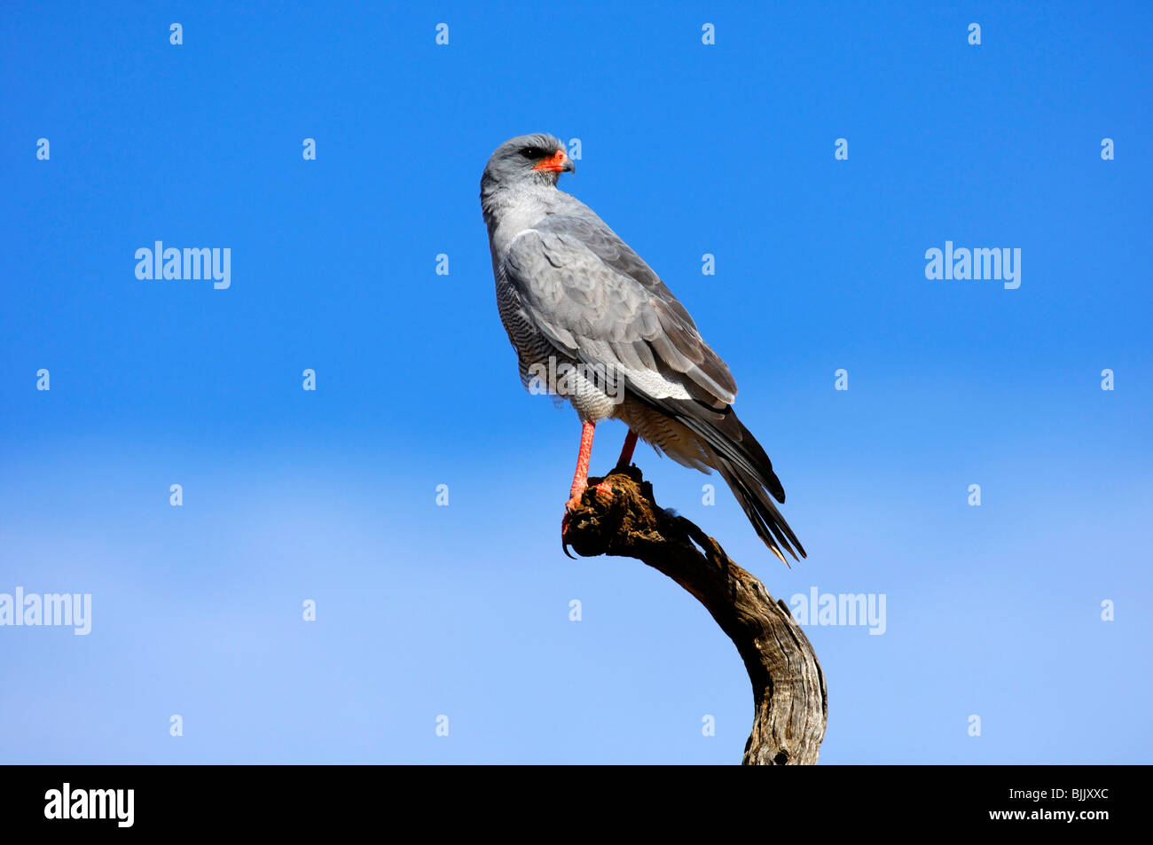Pale Chanting Goshawk (Melierax canorus) perched on a lookout, Madikwe Game Reserve, South Africa, Africa Stock Photo