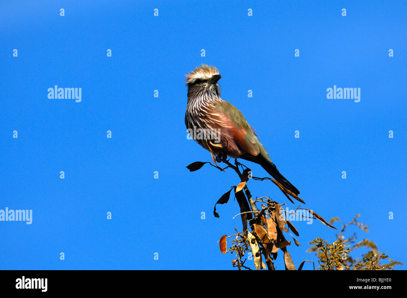 Rufous-crowned Roller (Coracias naevia), Madikwe Game Reserve, South Africa, Africa Stock Photo