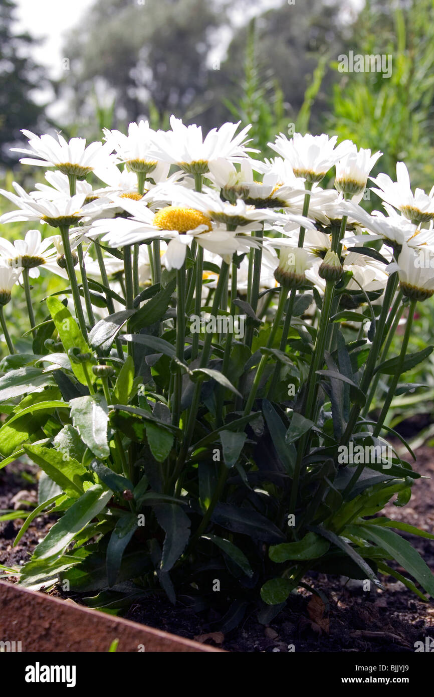 Leucanthemum snow lady deals