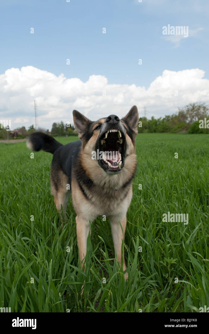 a dog standing outside on the lawn barking at the camera Stock Photo