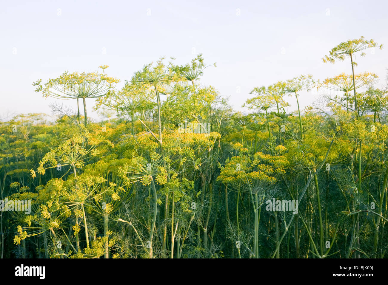 Dill 'Anethum graveolens', flowering field. Stock Photo