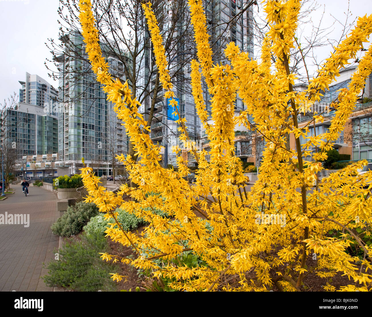 Spring blossoms in Yaletown, downtown Vancouver, BC, Canada Stock Photo