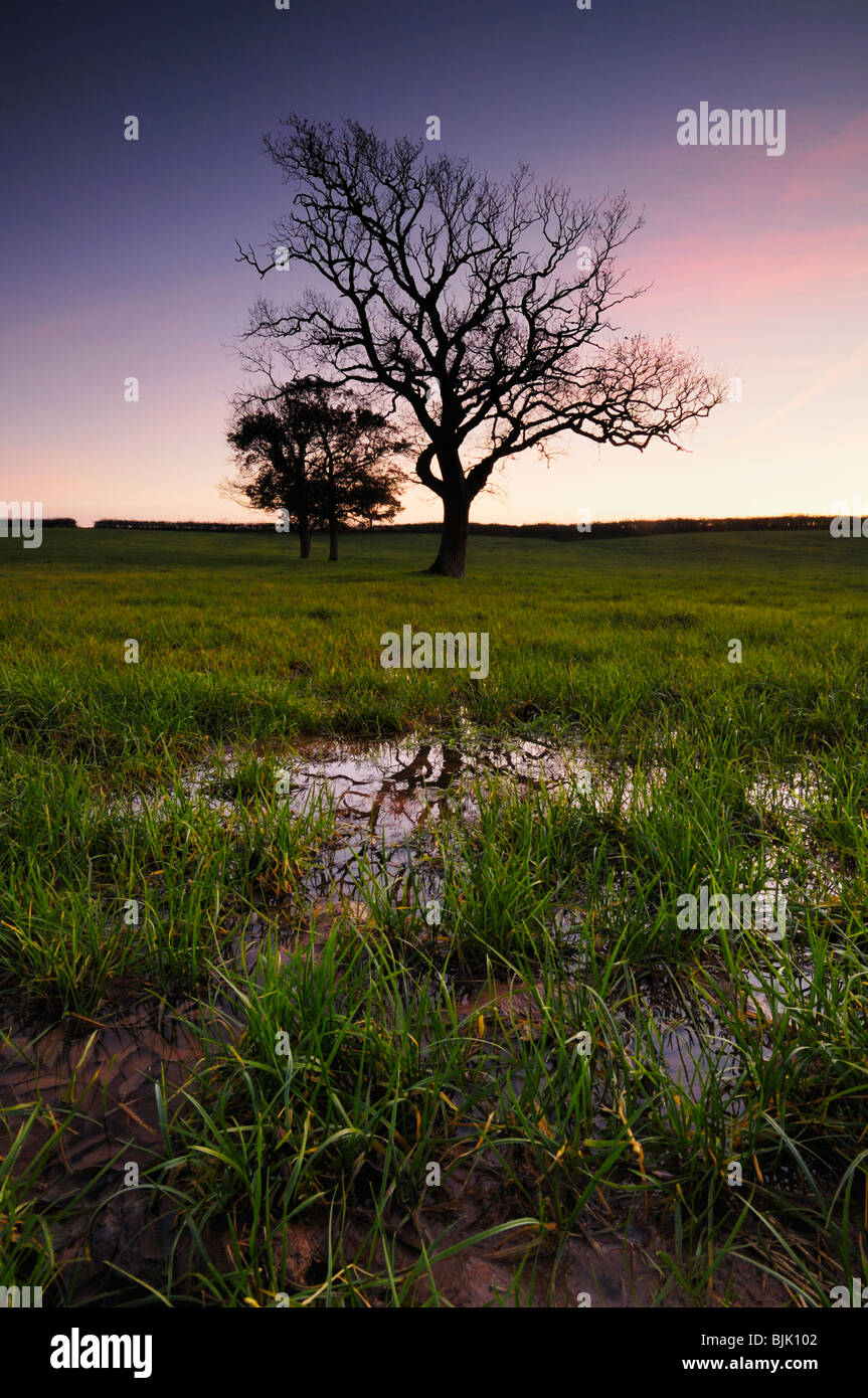 Trees in waterlogged farmland at dusk. Wrington, North Somerset
