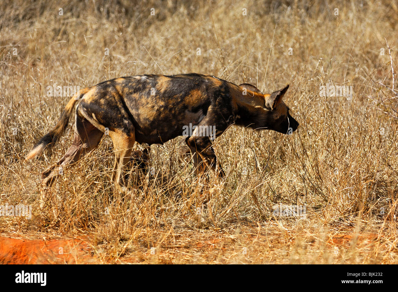 Female African Wild Dog (Lycaon pictus) on the prowl, Madikwe Game Reserve, South Africa, Africa Stock Photo