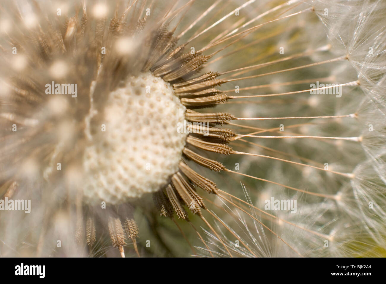 White seed parachutes hi-res stock photography and images - Alamy