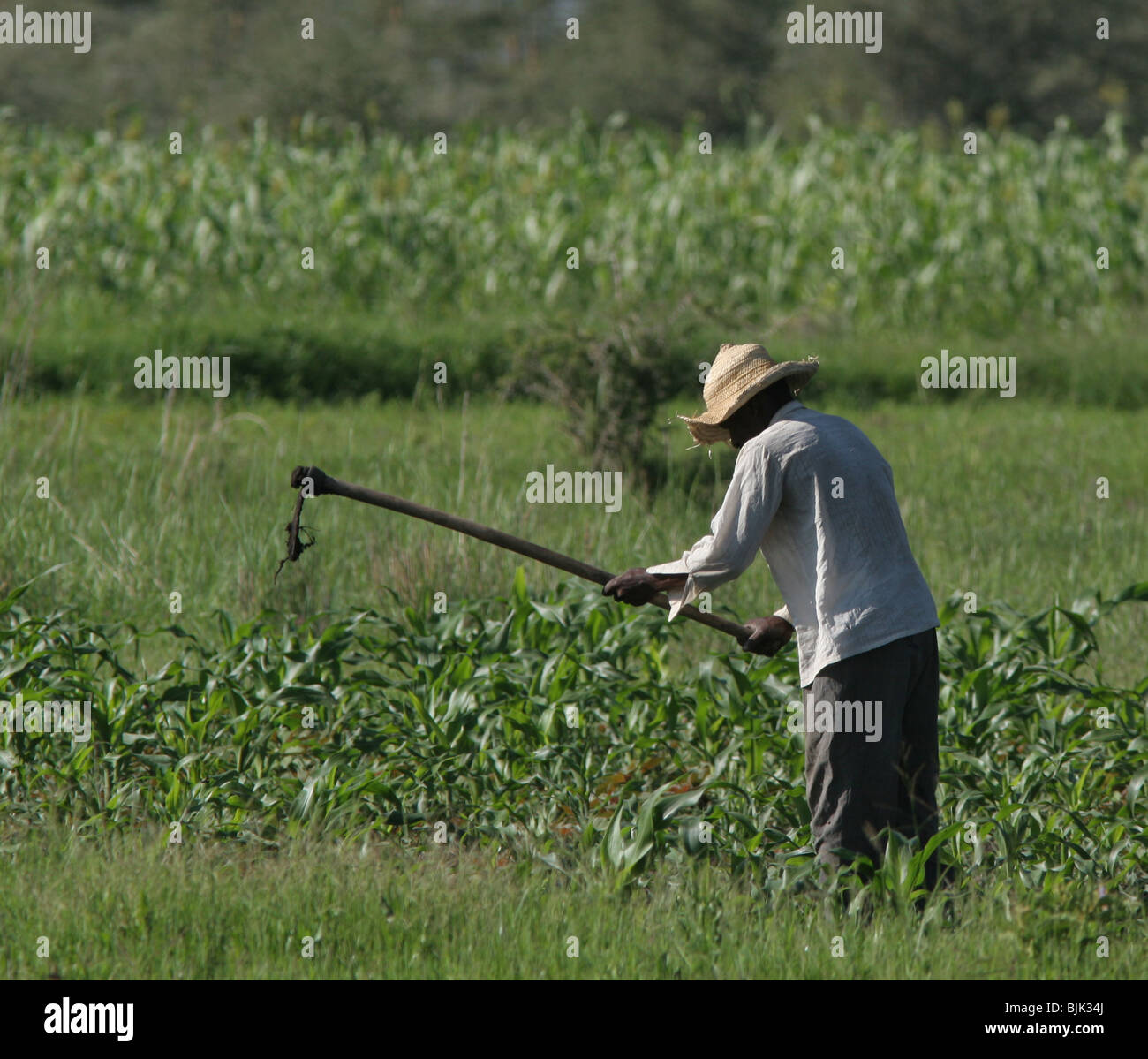 corn farmer in field Kenya Stock Photo Alamy