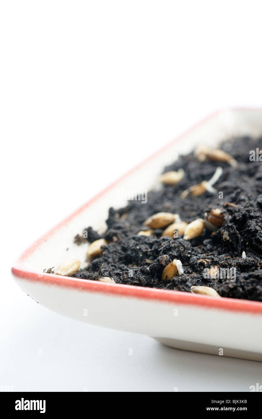 Container with tiny seedlings sprouting from soil Stock Photo