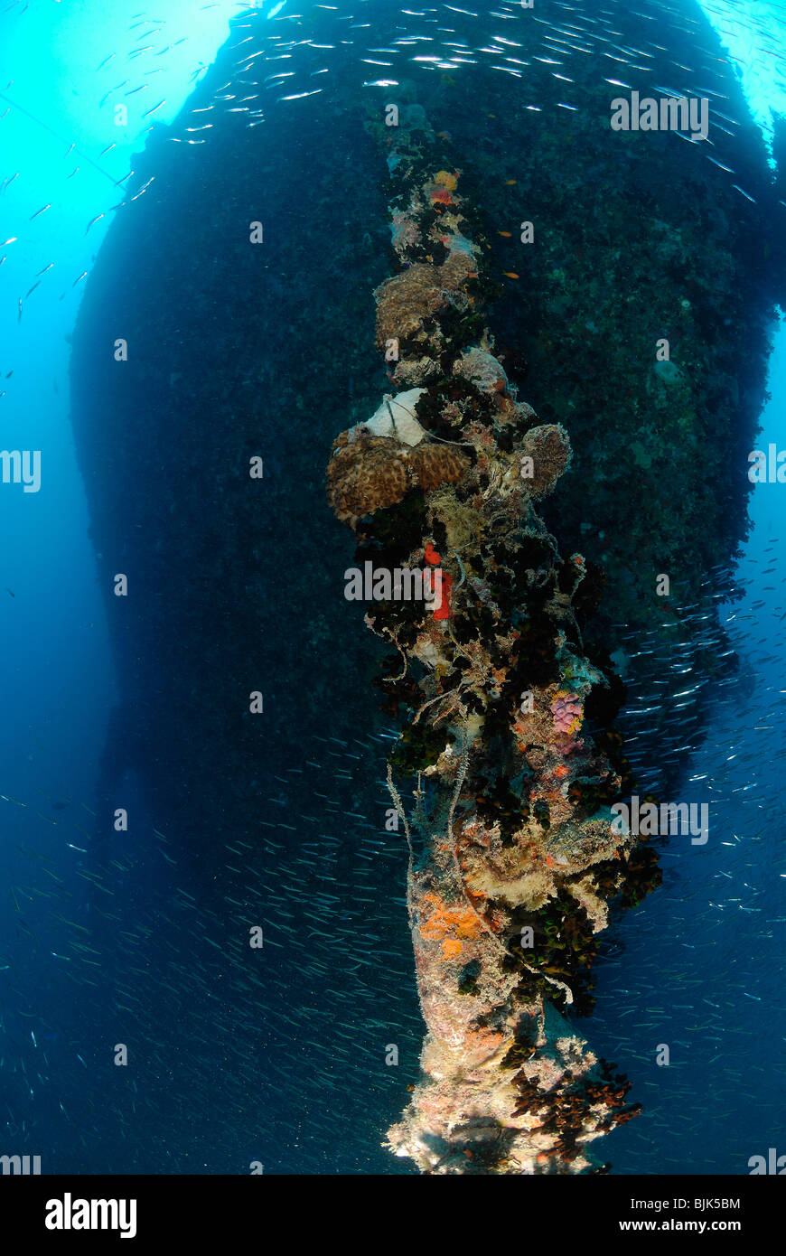 Wreck of the Thistlegorm in the Red Sea, off Egypt Stock Photo - Alamy