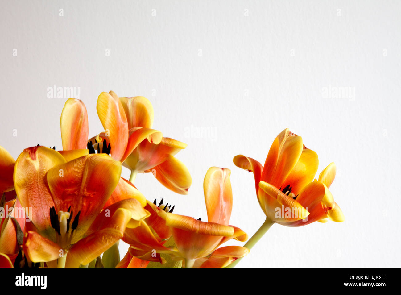 Flowering, almost faded tulips Stock Photo - Alamy