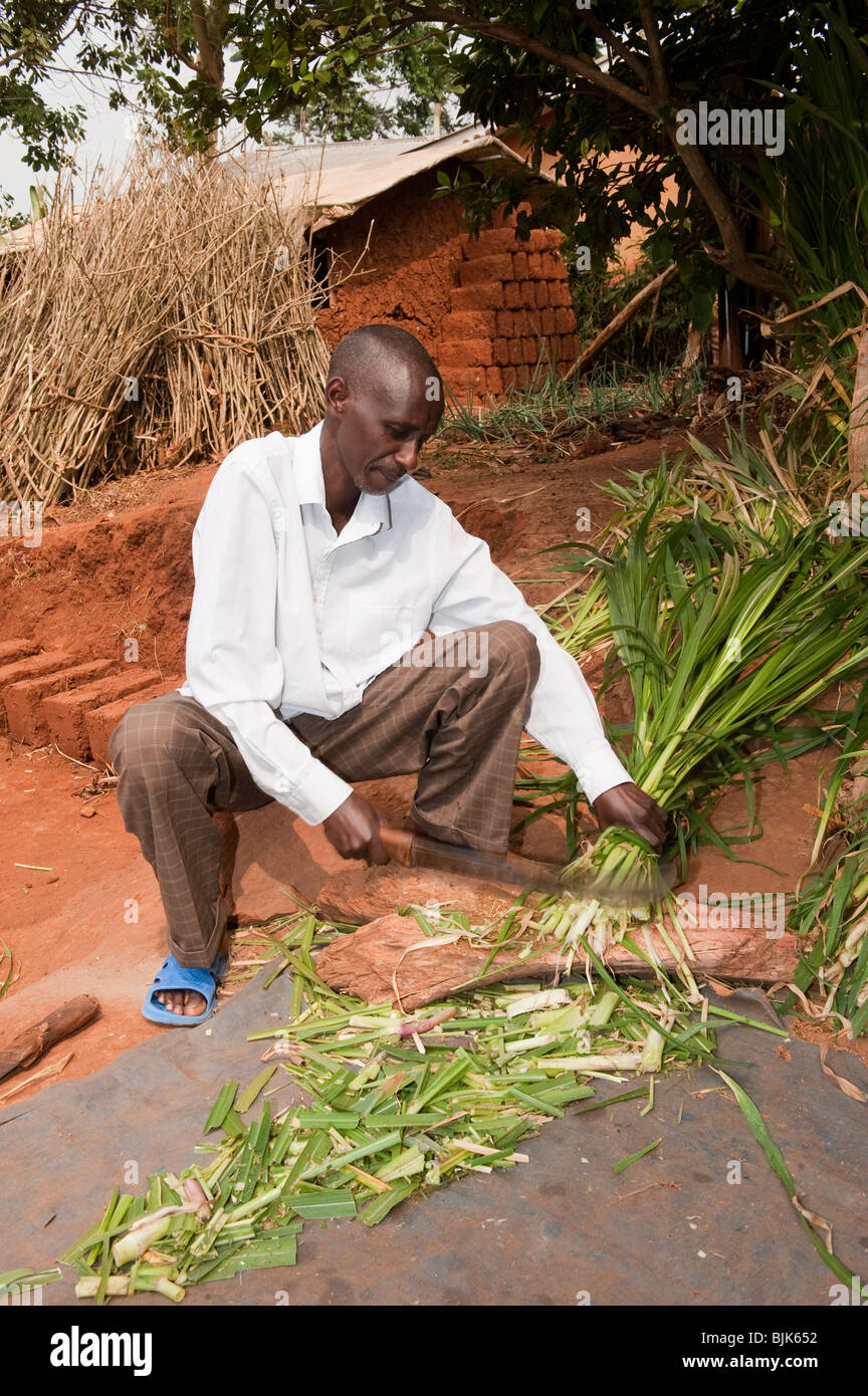 Farmer chopping Elephant grass to feed livestock. Rwanda Stock Photo