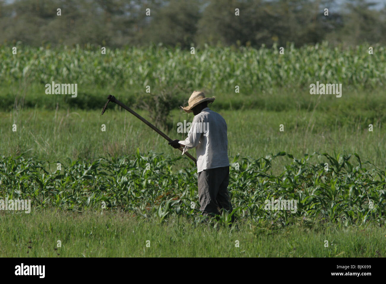 corn farmer in field Kenya Stock Photo Alamy