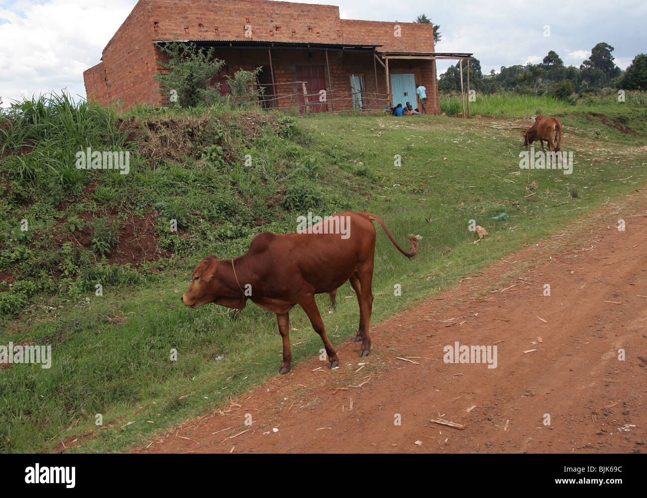 Cattle intelligence overview