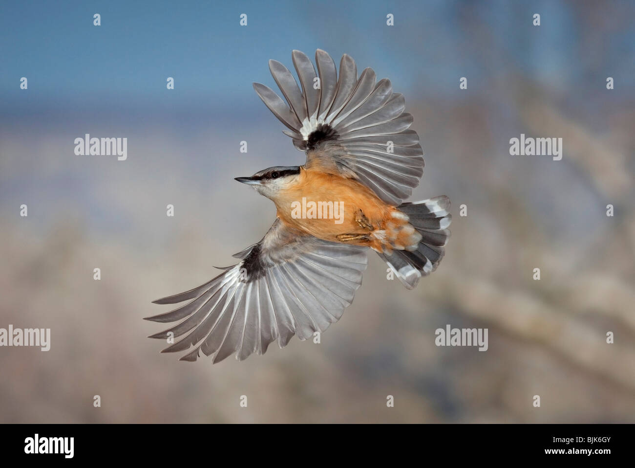 Eurasian Nuthatch (Sitta europaea) in flight during the winter Stock Photo