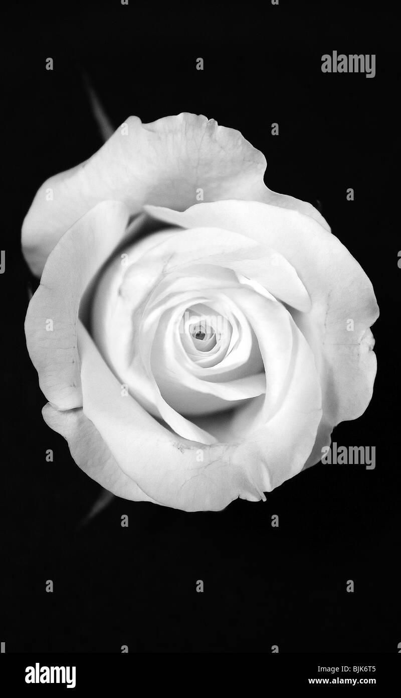 White Rose Stock Photos White Rose Stock Images Alamy