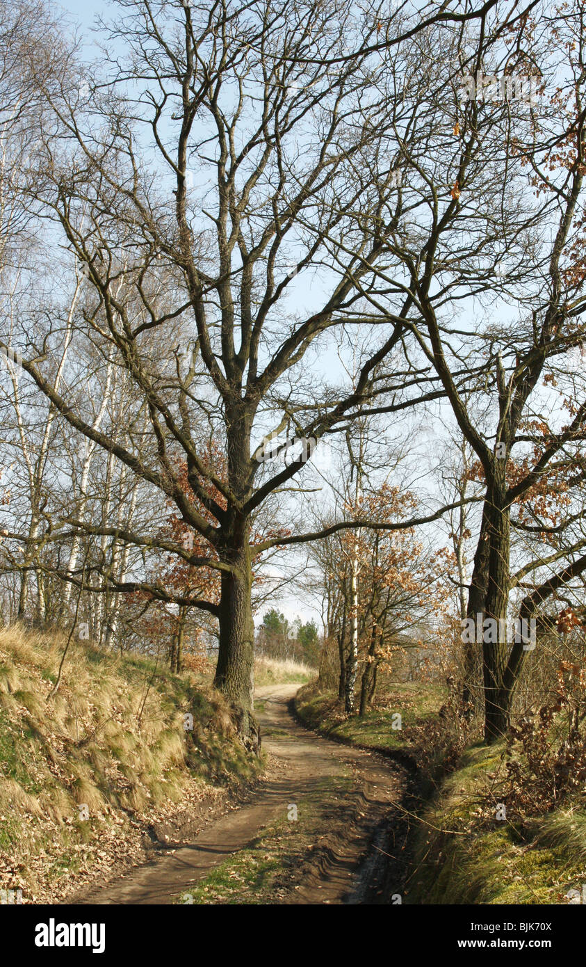 A curved path  in early spring Stock Photo