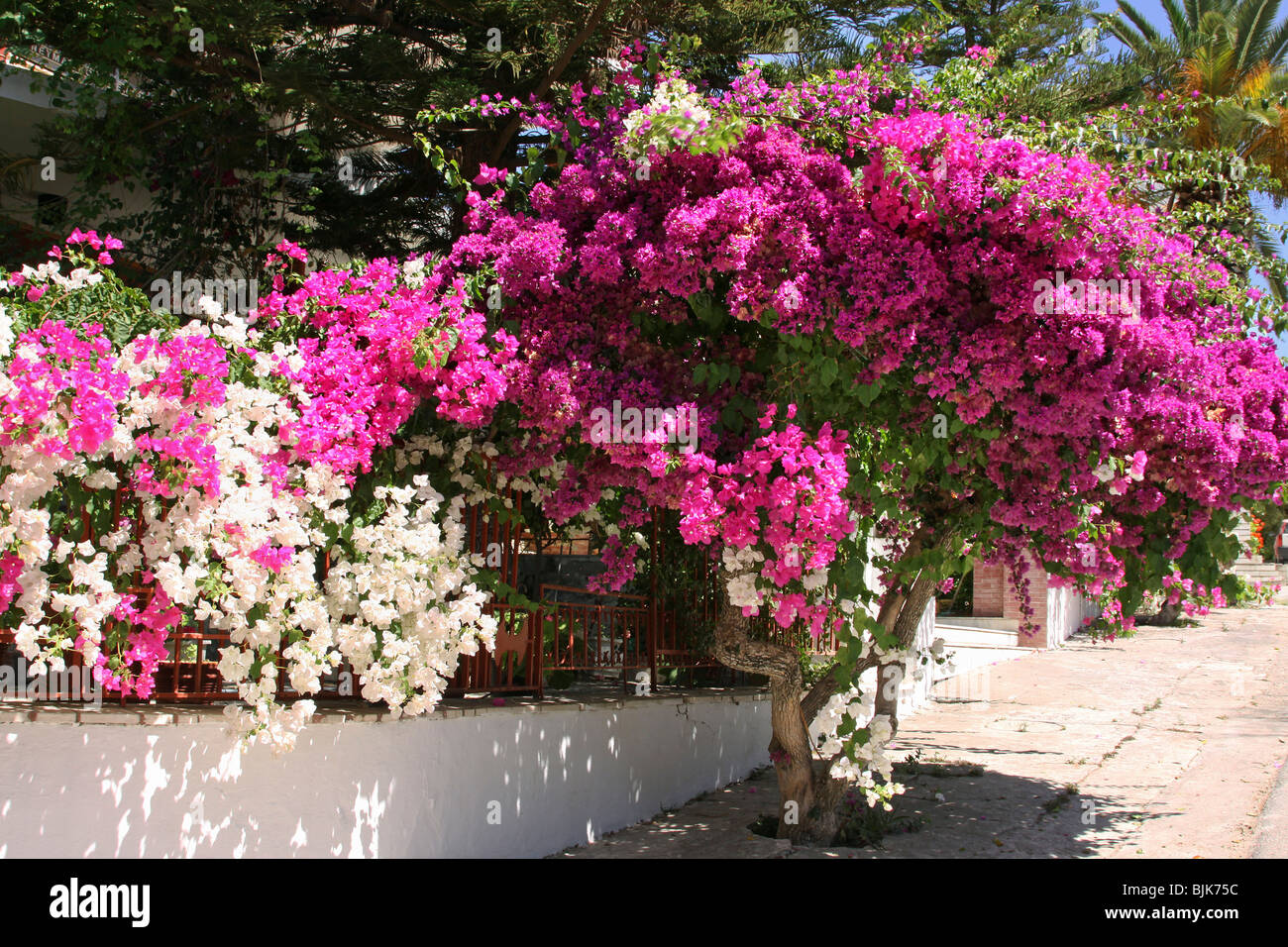 Bougainvillea Bougainvillea Crete Greece Europe Stock Photo Alamy