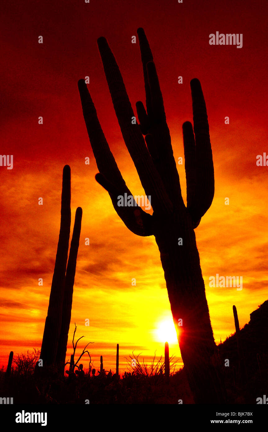 Saguaro cactus, (carnegiea gigantea), at sunset in Saguaro National Park in the Sonoran Desert, Tucson, Arizona, USA. Stock Photo