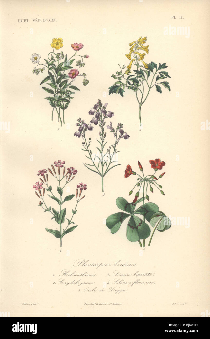 Decorative botanical print with rockrose, corydalis, toadflax, wild pink and woodsorrel from Herincq's 'Regne Vegetal' (1865). Stock Photo