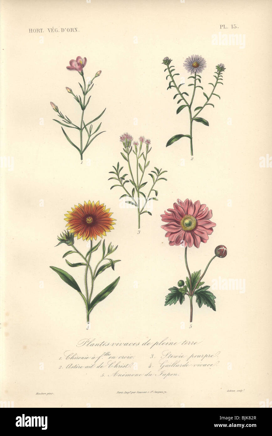 Decorative botanical print with chironia, daisy, sweet leaf, blanket flower and anemone from Herincq's 'Regne Vegetal' (1865). Stock Photo