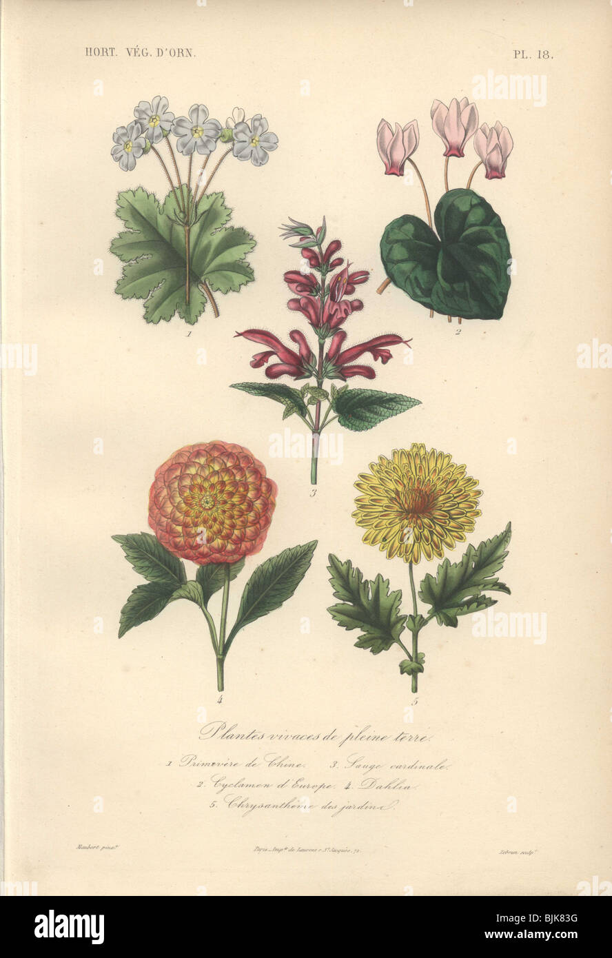 Decorative botanical print with primrose, cyclamen, sage, dahlia and chrysanthemum from Herincq's 'Regne Vegetal' (1865). Stock Photo