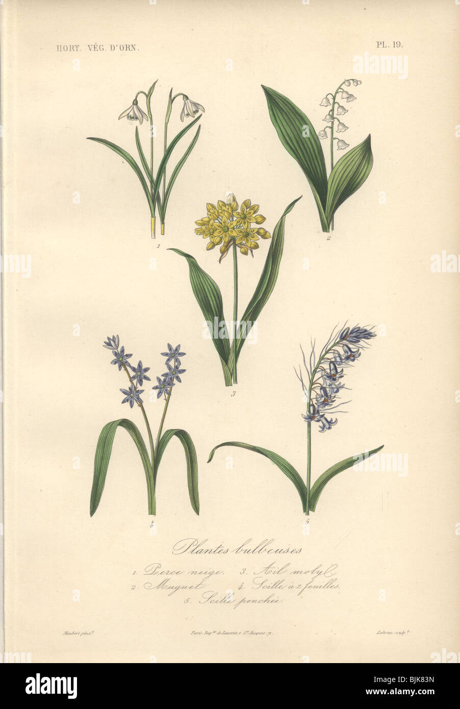 Decorative botanical print with snowdrop, lily of the valley, squill and bluebell from Herincq's 'Regne Vegetal' (1865). Stock Photo