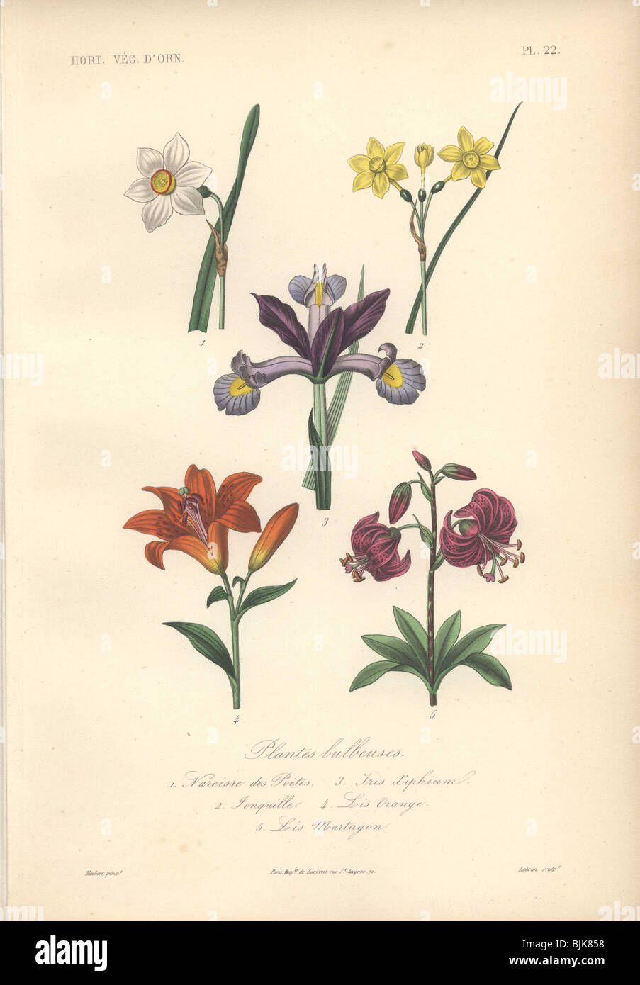 Decorative botanical print with daffodils, iris, lily and martagon lily from Herincq's 'Regne Vegetal' (1865). Stock Photo