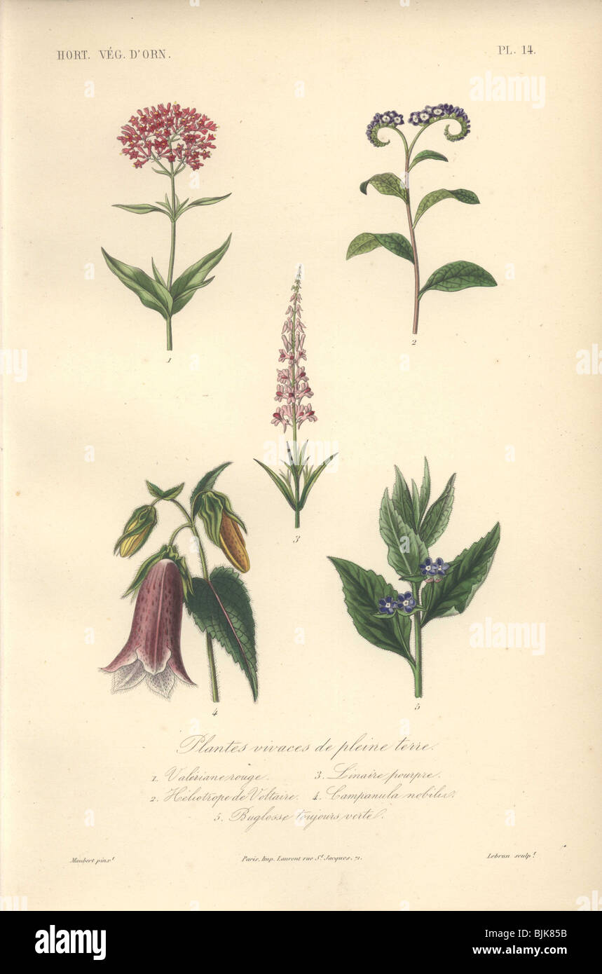 Decorative botanical print with valerian, heliotrope, toadflax, bellflower and bugloss from Herincq's 'Regne Vegetal' (1865). Stock Photo