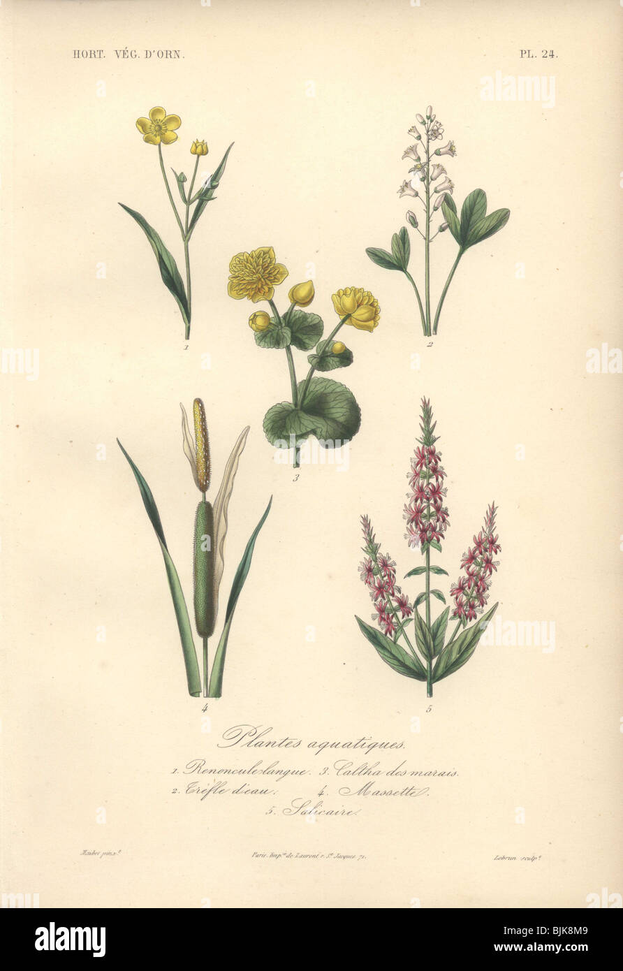 Decorative botanical print with spearwort, clover, marsh marigold, bulrush, loosestrife from Herincq's 'Regne Vegetal' (1865). Stock Photo